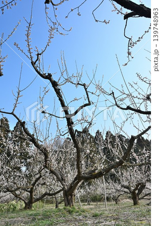 田上梅林公園の梅の花(新潟県田上町) 田上梅林公園の梅の花(新潟県田上町) 139748963