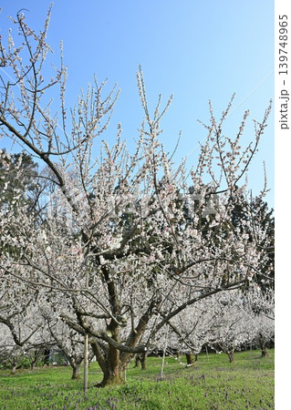 田上梅林公園の梅の花（新潟県田上町） 139748965