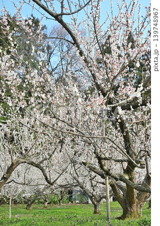 田上梅林公園の梅の花(新潟県田上町) 田上梅林公園の梅の花(新潟県田上町) 139748967