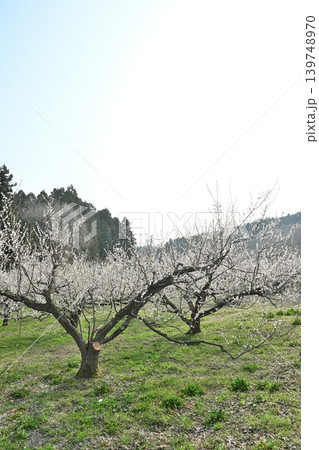 田上梅林公園の梅の花（新潟県田上町） 139748970