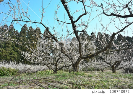 田上梅林公園の梅の花（新潟県田上町） 139748972