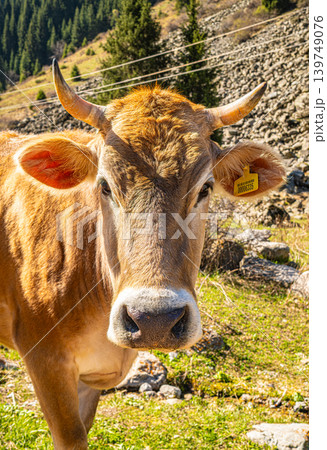 Brown cow face looking directly at camera closeup in mountain pasture Brown cow face looking directly at camera closeup in mountain pasture 139749076
