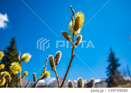 Willow catkin buds blooming on branch against clear blue sky Willow catkin buds blooming on branch against clear blue sky 139749080