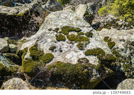 Large mossy lichen covered granite boulders in mountain forest nature Large mossy lichen covered granite boulders in mountain forest nature 139749083