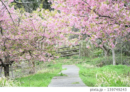 石瀬に咲く河津桜(新潟県新潟市西蒲区岩室) 石瀬に咲く河津桜(新潟県新潟市西蒲区岩室) 139749243