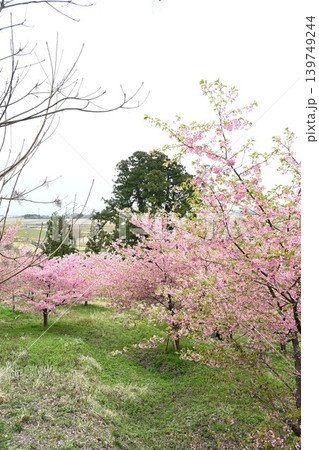 石瀬に咲く河津桜（新潟県新潟市西蒲区岩室） 139749244