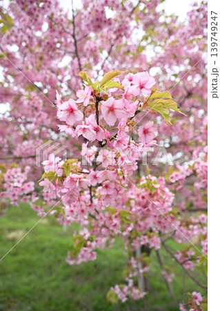 石瀬に咲く河津桜(新潟県新潟市西蒲区岩室) 石瀬に咲く河津桜(新潟県新潟市西蒲区岩室) 139749247