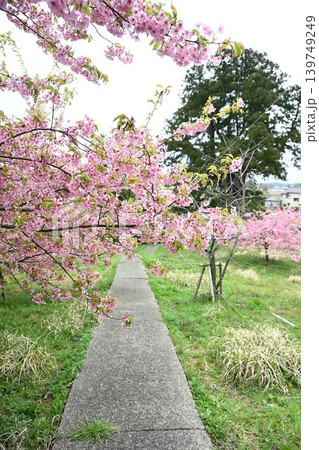 石瀬に咲く河津桜(新潟県新潟市西蒲区岩室) 石瀬に咲く河津桜(新潟県新潟市西蒲区岩室) 139749249