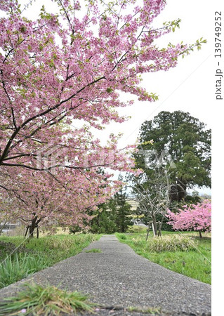 石瀬に咲く河津桜（新潟県新潟市西蒲区岩室） 139749252