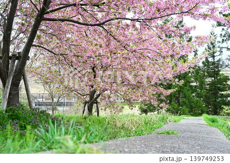 石瀬に咲く河津桜(新潟県新潟市西蒲区岩室) 石瀬に咲く河津桜(新潟県新潟市西蒲区岩室) 139749253