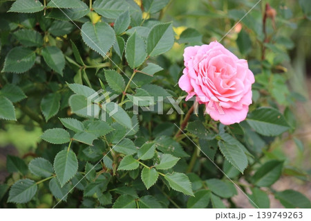 しっとりとしたピンクの薔薇 しっとりとしたピンクの薔薇 139749263