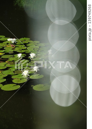 光と涼しげな夏の花咲く池 光と涼しげな夏の花咲く池 139749268