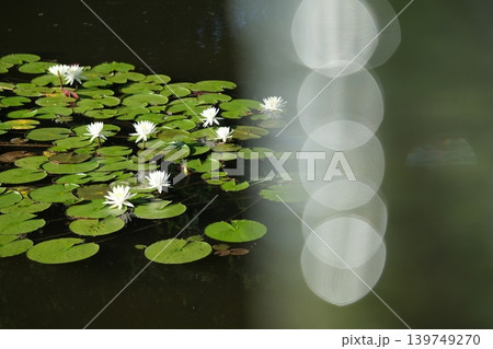 光と涼しげな夏の花咲く池 光と涼しげな夏の花咲く池 139749270