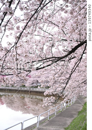 東明さくら公園の桜並木（新潟県新潟市） 139749340