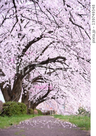 東明さくら公園の桜並木（新潟県新潟市） 139749348