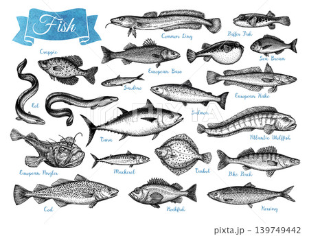 Vintage Ink Sketch Fish Collection. Hand-Drawn Set Vintage Ink Sketch Fish Collection. Hand-Drawn Set 139749442