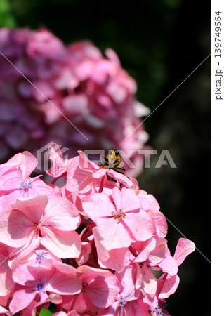 赤い紫陽花 赤い紫陽花 139749564