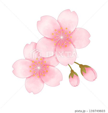 満開の桜の花とつぼみを描いた水彩風のやさしい春イラスト 満開の桜の花とつぼみを描いた水彩風のやさしい春イラスト 139749603