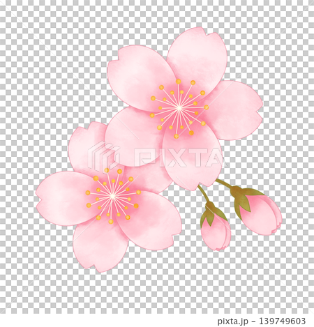 満開の桜の花とつぼみを描いた水彩風のやさしい春イラスト 満開の桜の花とつぼみを描いた水彩風のやさしい春イラスト 139749603