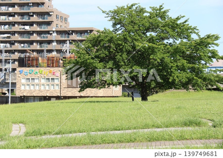 初夏の妙典公園の芝生広場と一本の木(千葉県市川市) 初夏の妙典公園の芝生広場と一本の木(千葉県市川市) 139749681