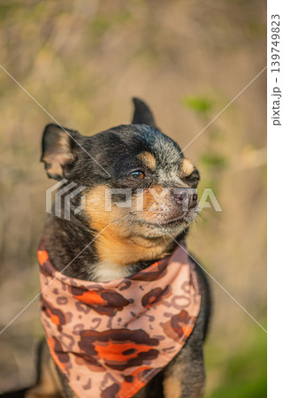 Small Chihuahua dog in a bandana on a nature background. Small Chihuahua dog in a bandana on a nature background. 139749823