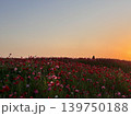 夕焼けに染まるポピー畑と広がるオレンジ色の空 139750188