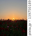 夕日に照らされるポピー畑のシルエット風景 139750189