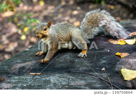 New york, usa august 18,2024. Eastern grey squirrel with fluffy tail captured candidly on a rock, actively searching for food in new york's central park New york, usa august 18,2024. Eastern grey squirrel with fluffy tail captured candidly on a rock, actively searching for food in new york's central park 139750604