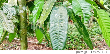 Large green mango leaves growing in the garden 139751124