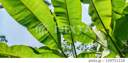 Large green banana leaf against a bright blue sky 139751128