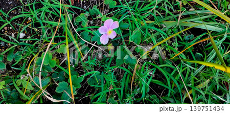 緑の草むらに咲くピンクの野草のテクスチャ素材 139751434