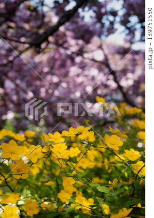 春の陽光を浴びて美しいコントラストを織りなす山吹と桜 春の陽光を浴びて美しいコントラストを織りなす山吹と桜 139751550