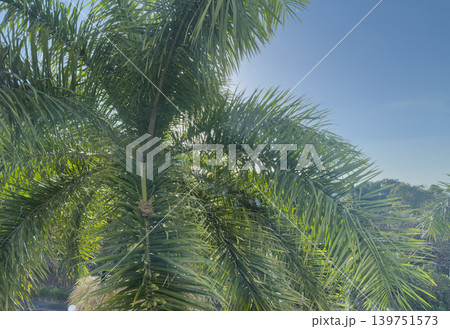 Palm trees sway in bright sunlight with clear blue sky above Palm trees sway in bright sunlight with clear blue sky above 139751573