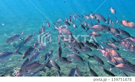 Group of bigeye trevally (Caranx sexfasciatus) swimming in clear blue shallow waters of Dauin, Philippines Group of bigeye trevally (Caranx sexfasciatus) swimming in clear blue shallow waters of Dauin, Philippines 139751878