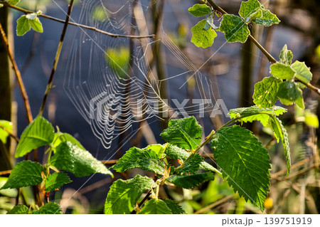 A spider web is visible between green leaves next to a body of water. Morning light creates a bright scene with dew on the web and leaves 139751919