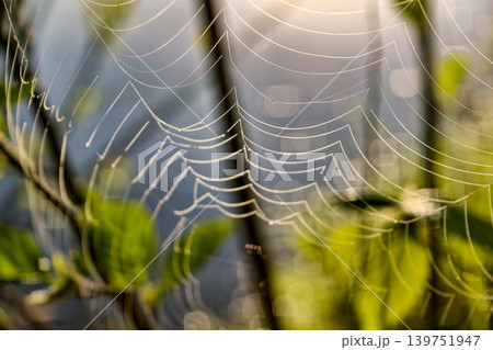 A spider web catches morning light near a body of water with green leaves in the background. Nature shows details of life in a quiet moment A spider web catches morning light near a body of water with green leaves in the background. Nature shows details of life in a quiet moment 139751947
