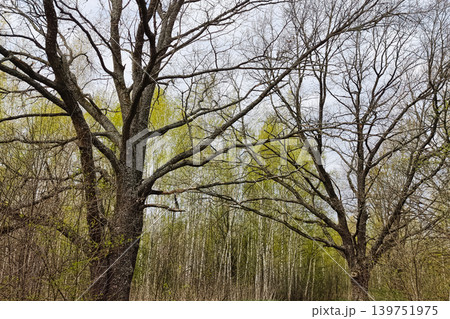 Two large trees with bare branches stand among younger trees with new green leaves in a forest during early spring, under a cloudy sky Two large trees with bare branches stand among younger trees with new green leaves in a forest during early spring, under a cloudy sky 139751975