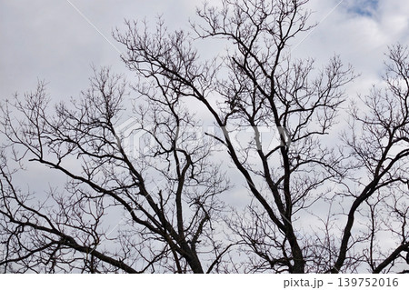 A bare tree shows its branches reaching towards the cloudy sky in a rural landscape. The leaves are gone, indicating the end of autumn A bare tree shows its branches reaching towards the cloudy sky in a rural landscape. The leaves are gone, indicating the end of autumn 139752016
