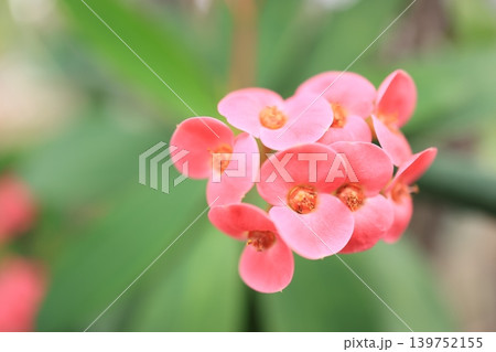 開花した赤いハナキリンの花 開花した赤いハナキリンの花 139752155