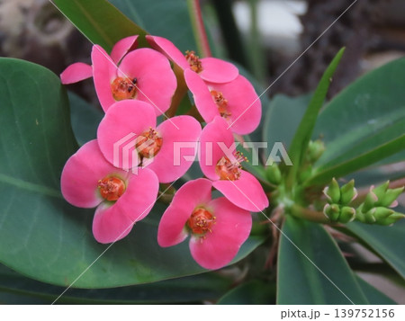 開花した赤いハナキリンの花 開花した赤いハナキリンの花 139752156