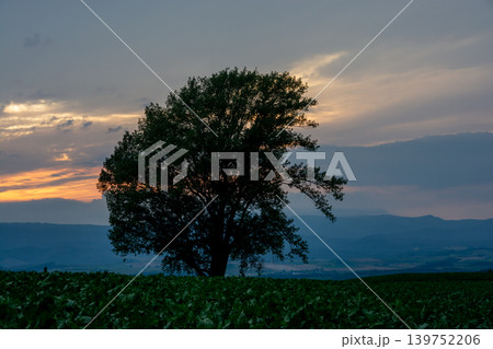 緑の野菜畑に立つ大きな木と美しい夕暮れの空 緑の野菜畑に立つ大きな木と美しい夕暮れの空 139752206
