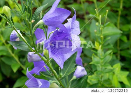 満開の紫のキキョウの花 満開の紫のキキョウの花 139752216