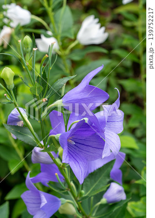 満開の紫のキキョウの花 満開の紫のキキョウの花 139752217
