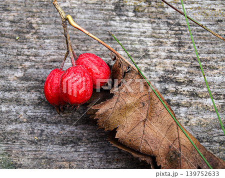 Still life two red hawthorn berries on a branch over a gray wooden texture Still life two red hawthorn berries on a branch over a gray wooden texture 139752633