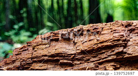 The rich crumbling texture of rotten orange wood where the branch snapped The rich crumbling texture of rotten orange wood where the branch snapped 139752697
