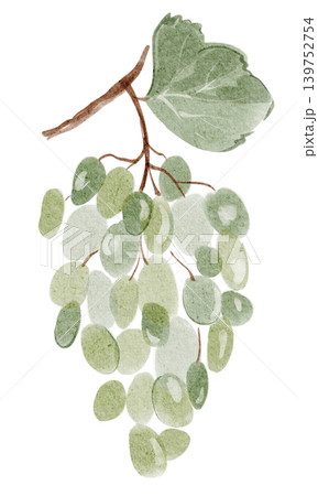 Grape Bunch Illustration watercolor hand painted 139752754