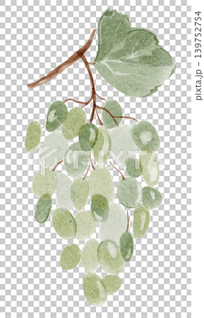 Grape Bunch Illustration watercolor hand painted 139752754