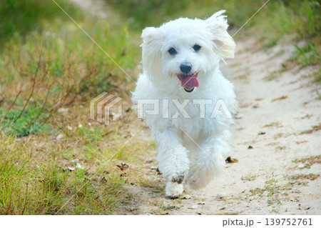 Maltipoo puppy running on sand. small Maltese dog playing outdoors. Family pet Maltipoo puppy running on sand. small Maltese dog playing outdoors. Family pet 139752761