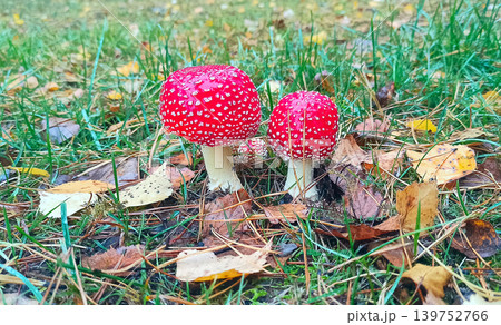 Two Red Fly Agaric Mushrooms in Autumn Forest: Amanita Muscaria Close Up Two Red Fly Agaric Mushrooms in Autumn Forest: Amanita Muscaria Close Up 139752766