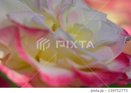 薔薇園に咲いたピンク色のバラの花 139752773